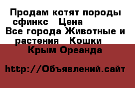 Продам котят породы сфинкс › Цена ­ 4 000 - Все города Животные и растения » Кошки   . Крым,Ореанда